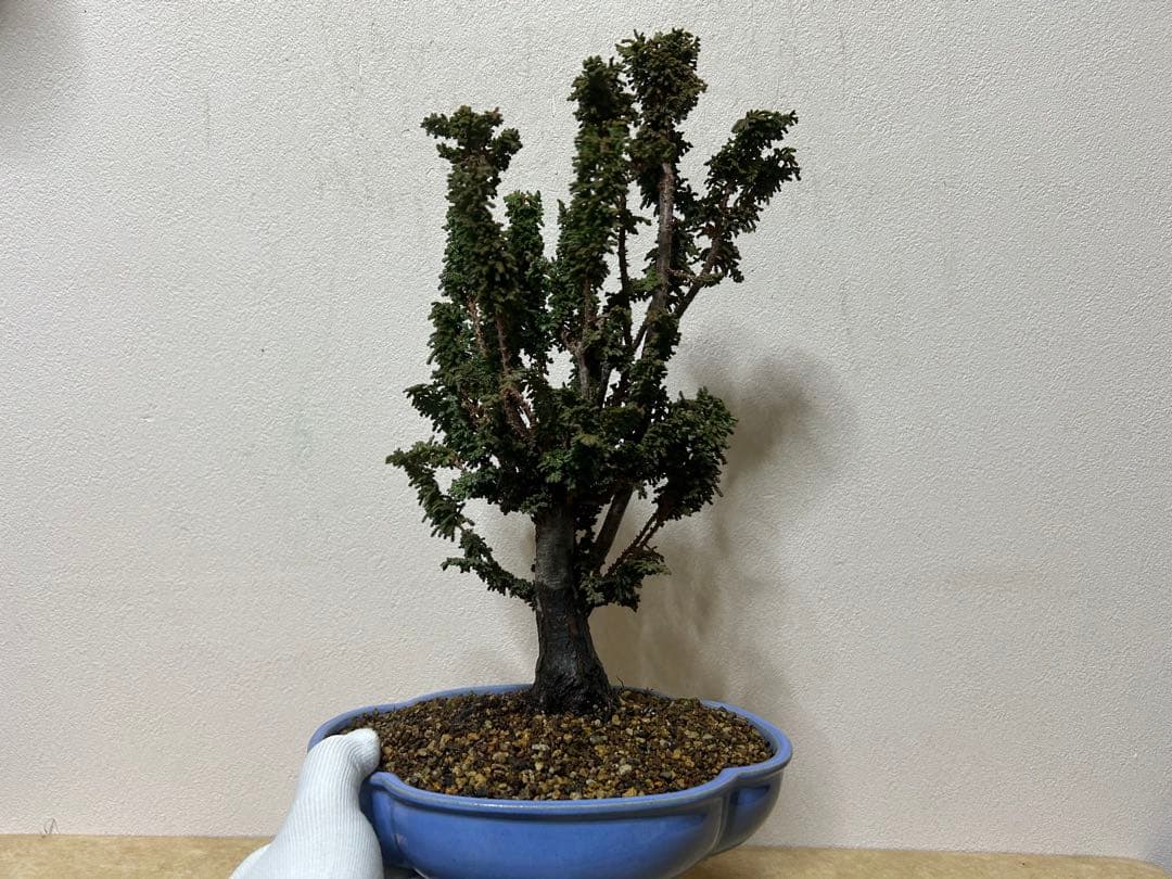 石化桧　盆栽　小品盆栽