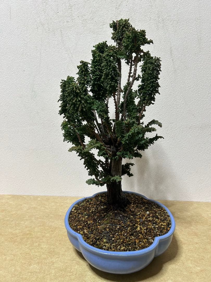 石化桧　盆栽　小品盆栽