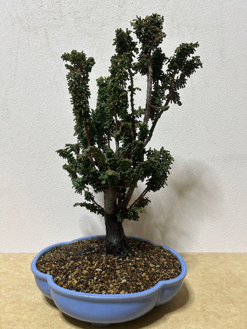 石化桧　盆栽　小品盆栽