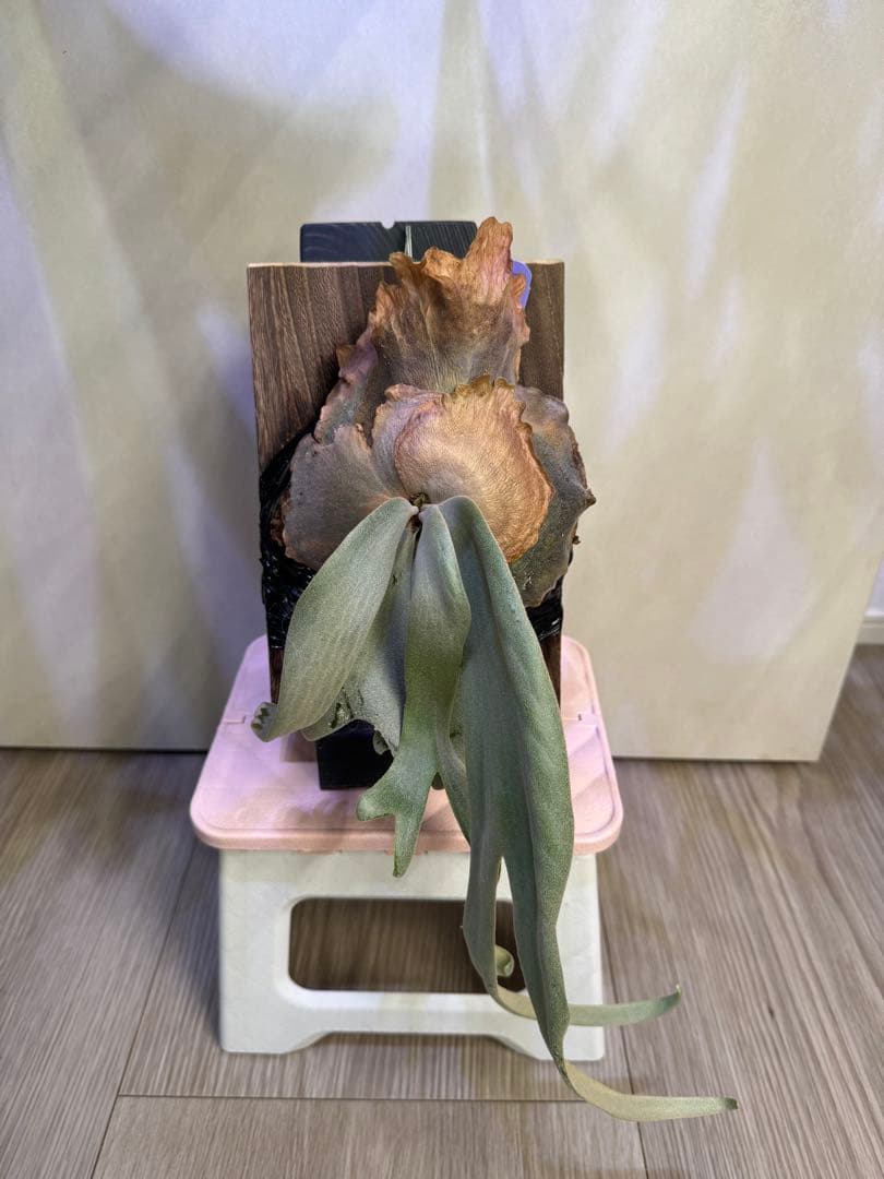 P. willinckii copper will ビカクシダ