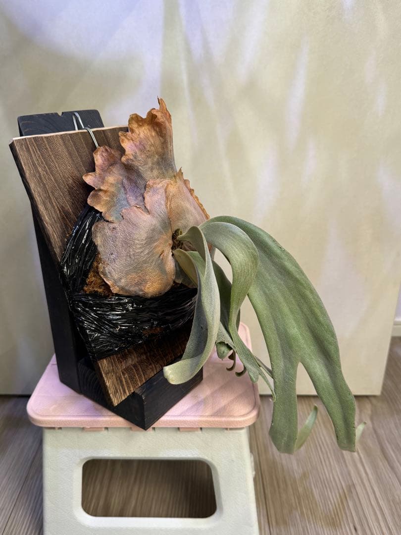 P. willinckii copper will ビカクシダ