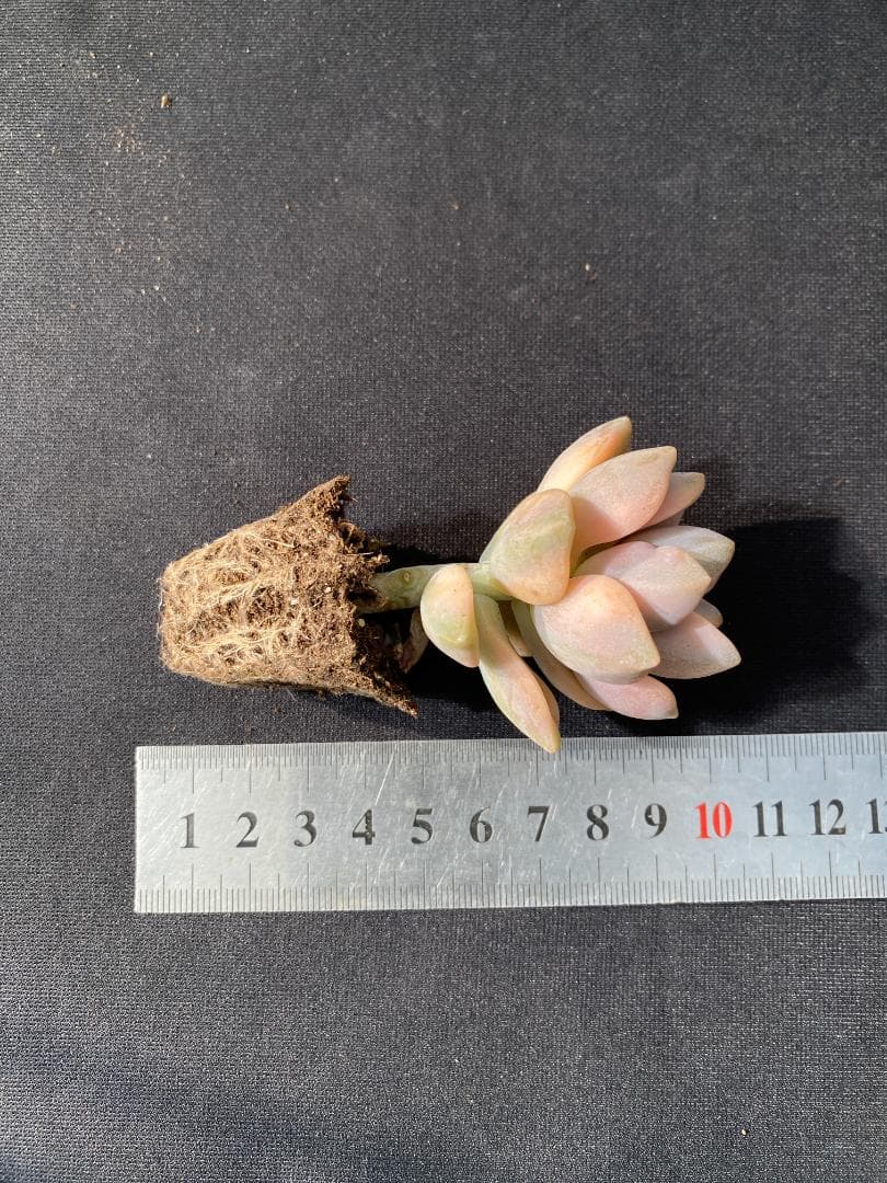 M*A様 美杏錦 W129×72苗 土付き 多肉植物 詰め合わせ エケベリア サ