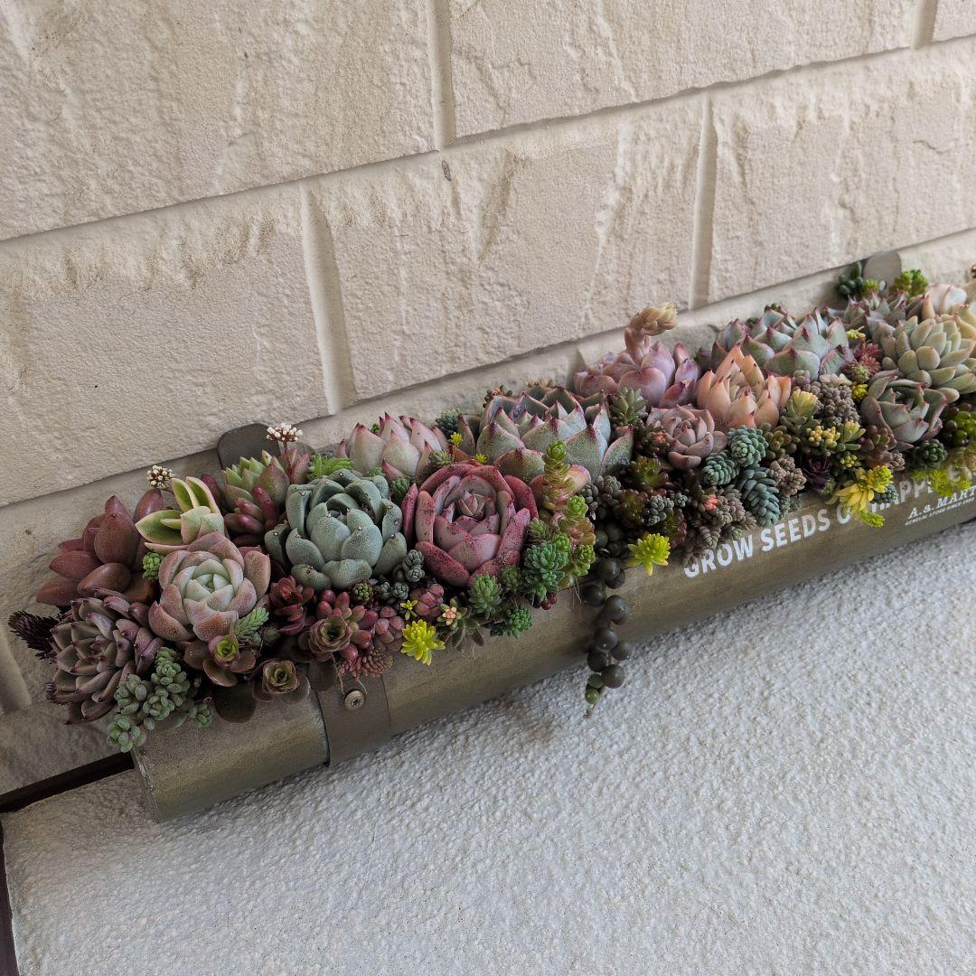 多肉植物 ♡そのまま飾れる寄せ植え♡雨樋プランターaziazi♬.*゜約35cm