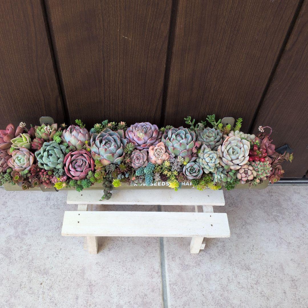 多肉植物 ♡そのまま飾れる寄せ植え♡雨樋プランターaziazi♬.*゜約35cm
