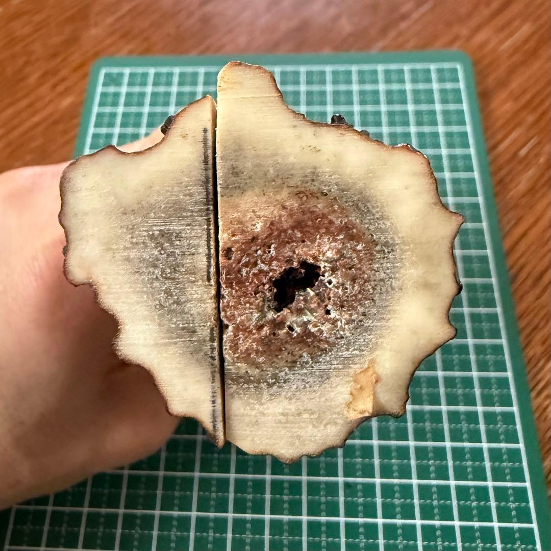 ⑦カスタムナイフハンドル材　スタッグ13.5㎝