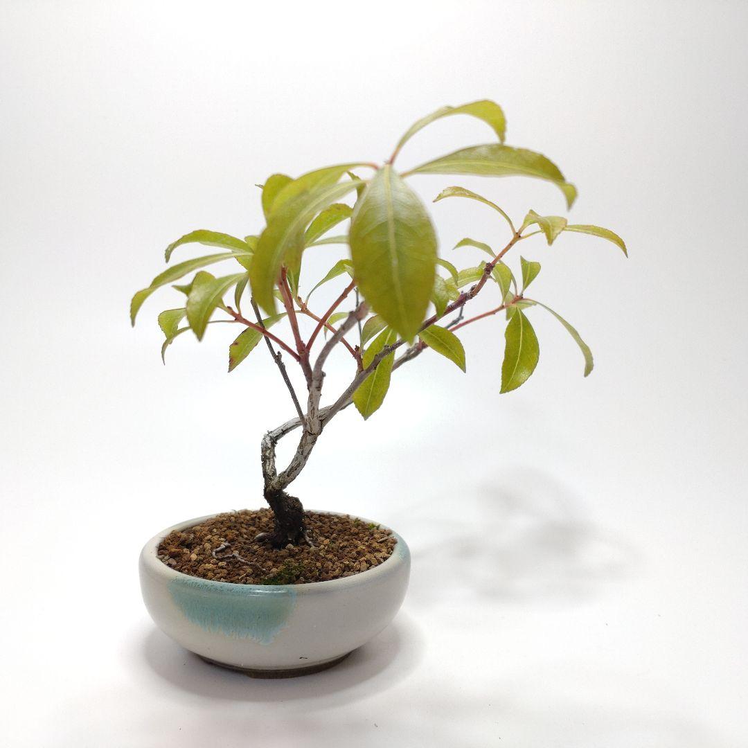 馬酔木（アセビ）盆栽 SS014