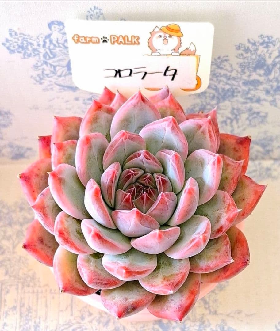 特選コロラータ札付きポットごとメルカリ便ファームパルクさん苗