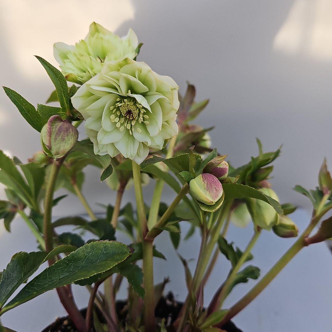 クリスマスローズ開花苗　ストライブ入りダブル