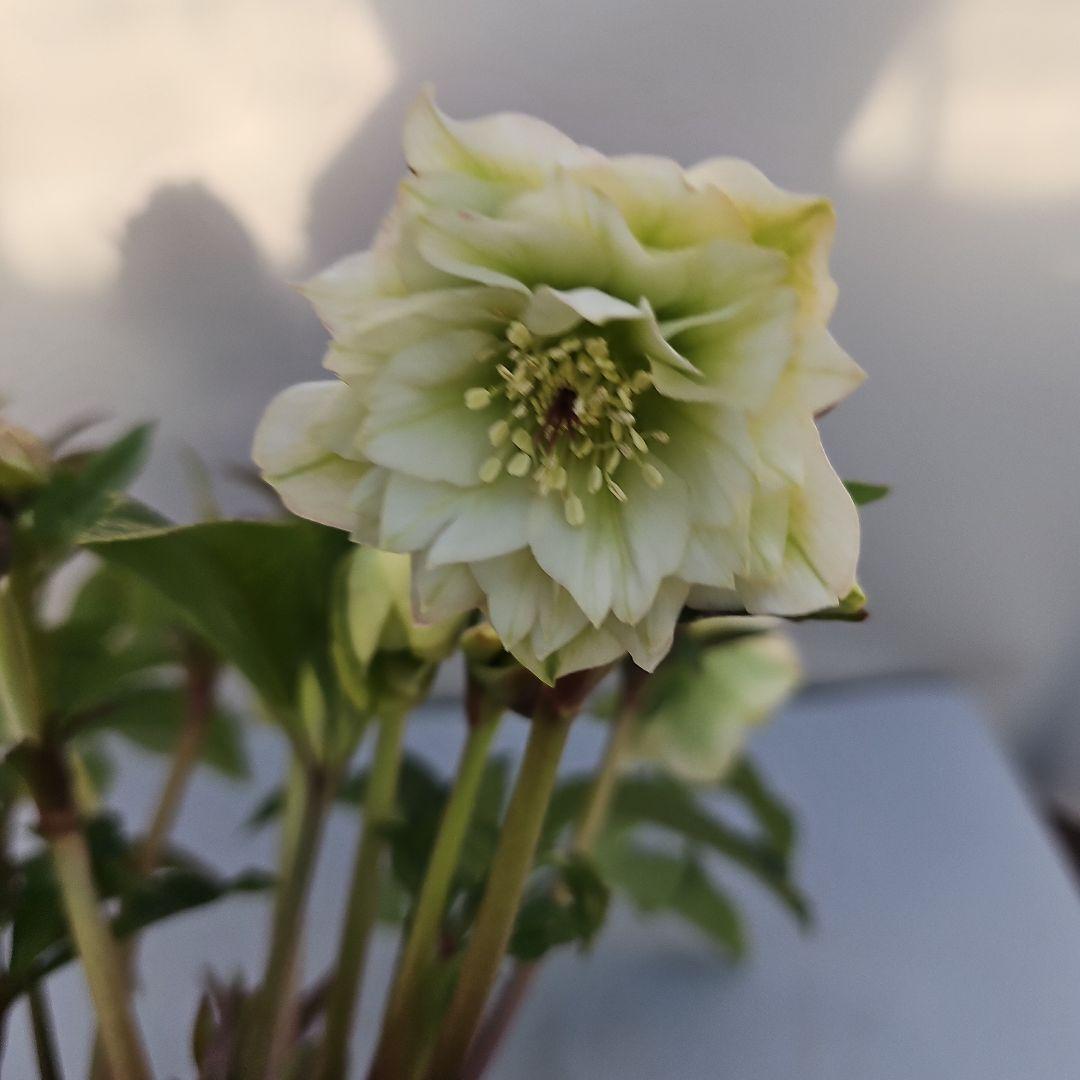 クリスマスローズ開花苗　ストライブ入りダブル