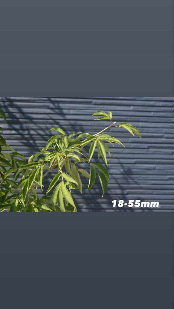 Nikon d5100 レンズ2こセット