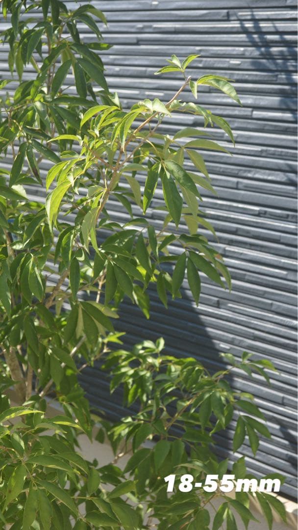 Nikon d5100 レンズ2こセット