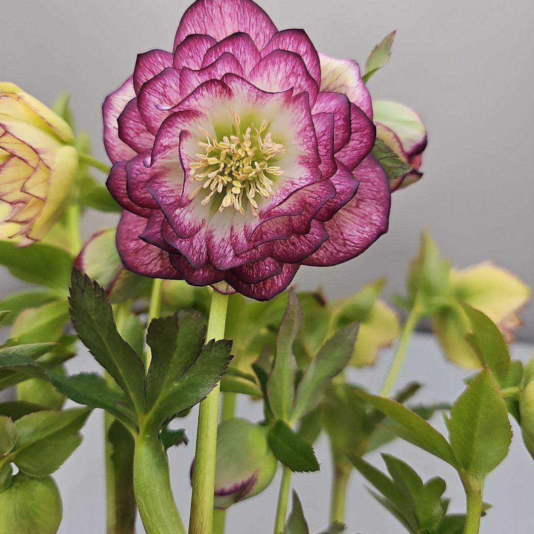 クリスマスローズ開花苗　二種植えダブル