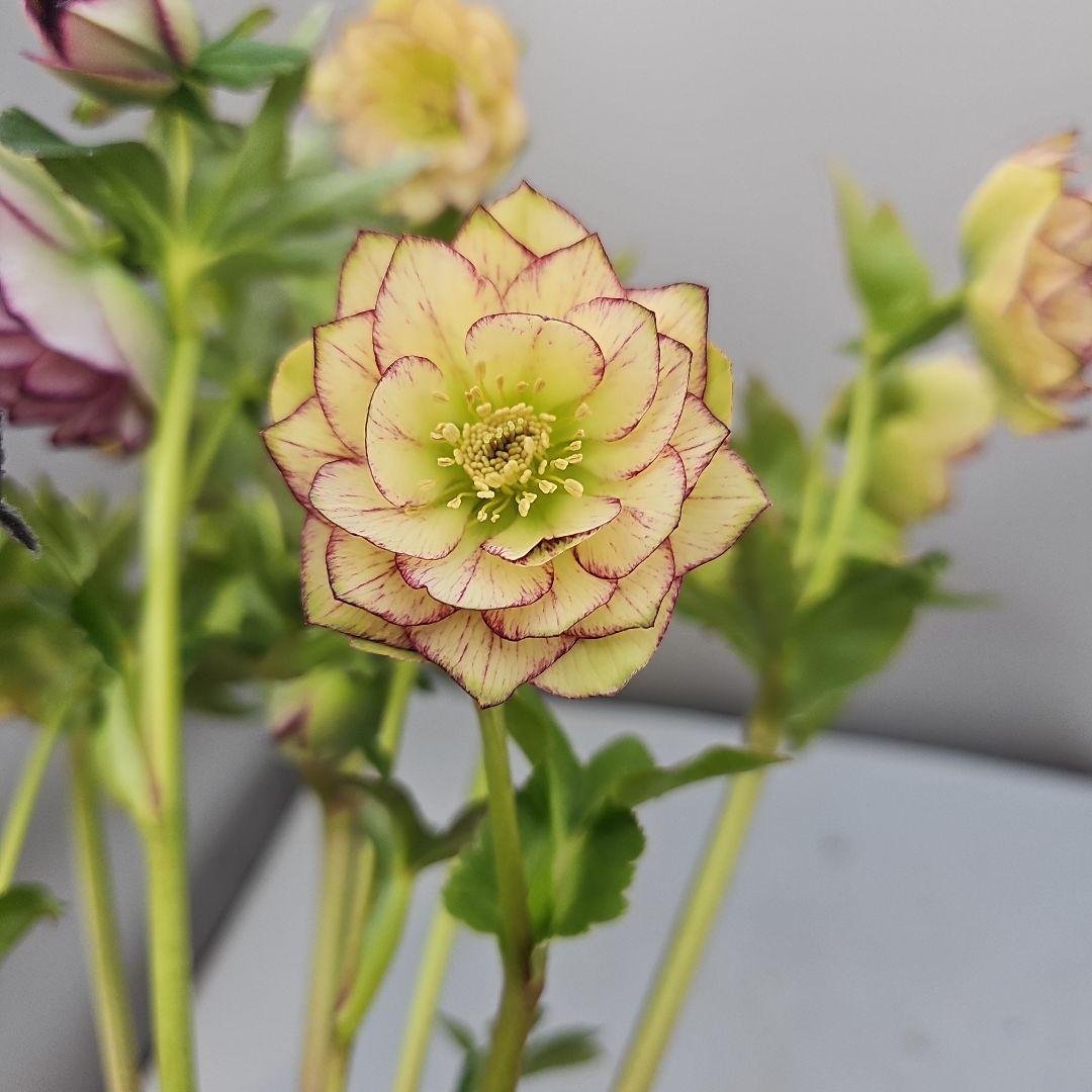 クリスマスローズ開花苗　二種植えダブル