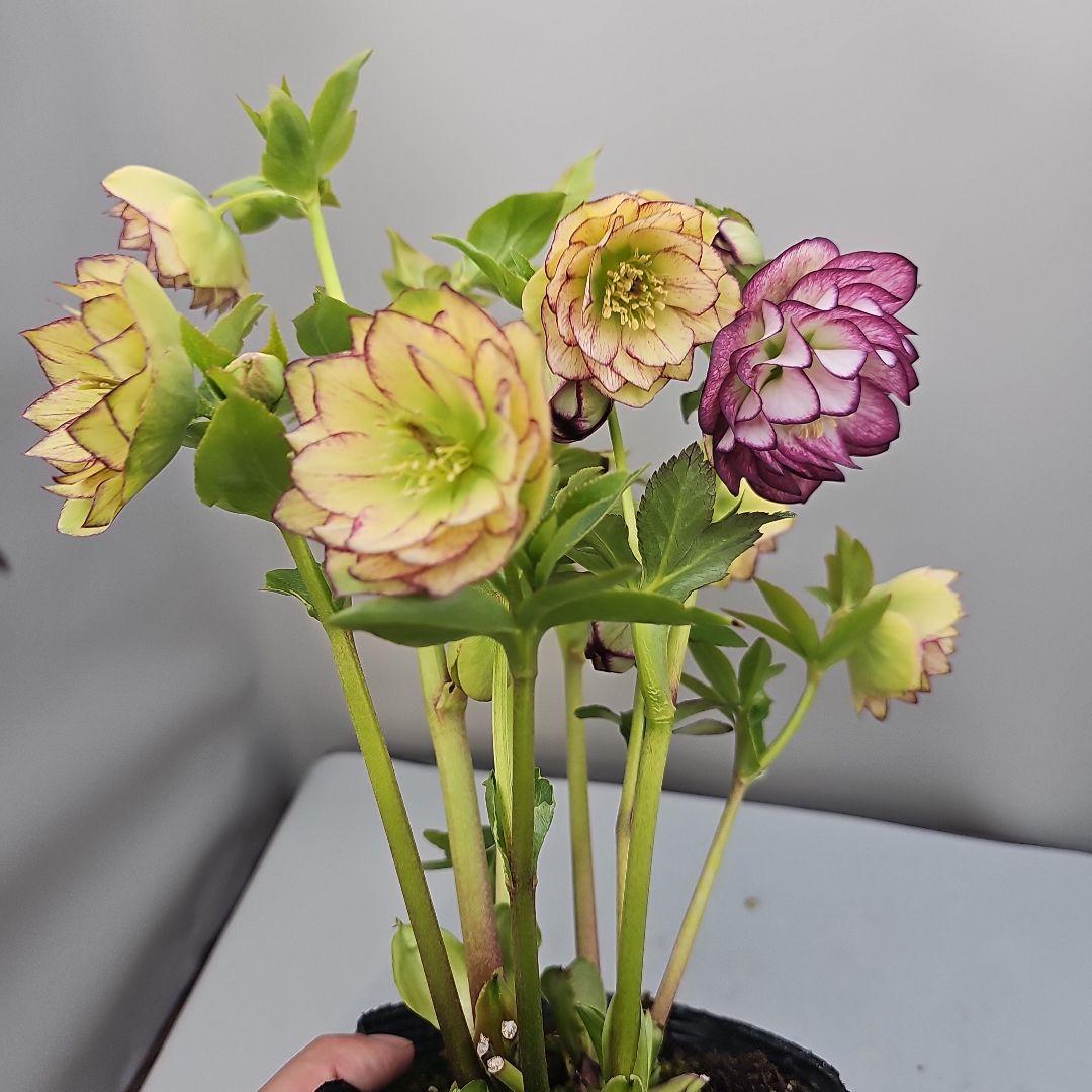 クリスマスローズ開花苗　二種植えダブル