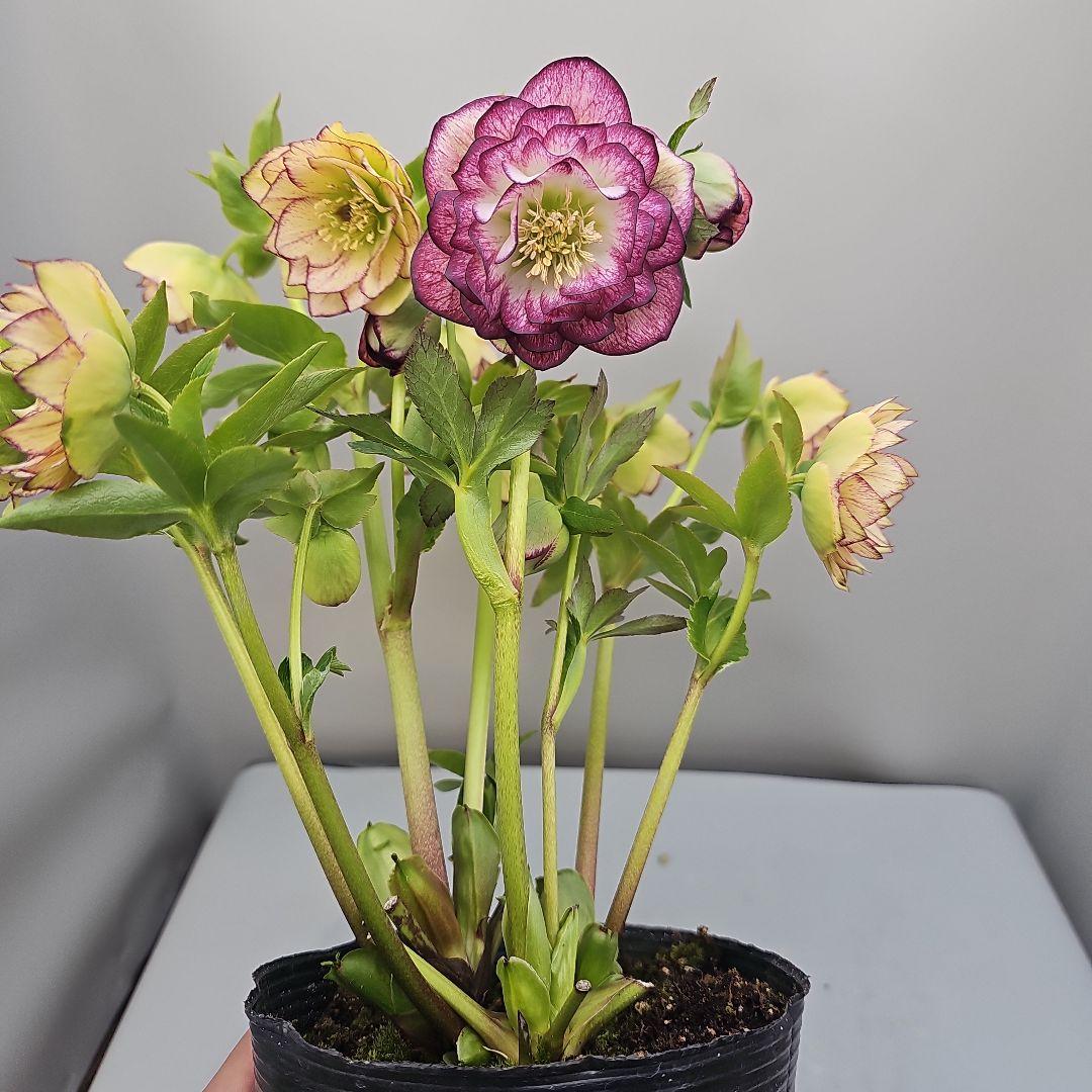 クリスマスローズ開花苗　二種植えダブル