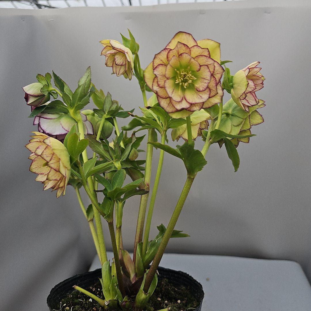 クリスマスローズ開花苗　二種植えダブル
