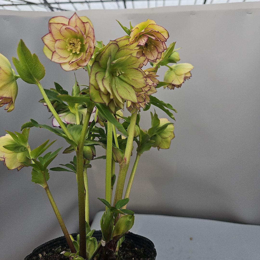 クリスマスローズ開花苗　二種植えダブル