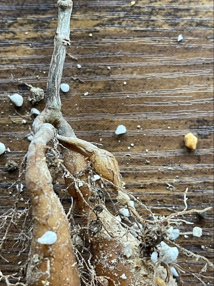 オペルクリカリア　パキプス　実生約2年　パワータンク付き　鉢ごと