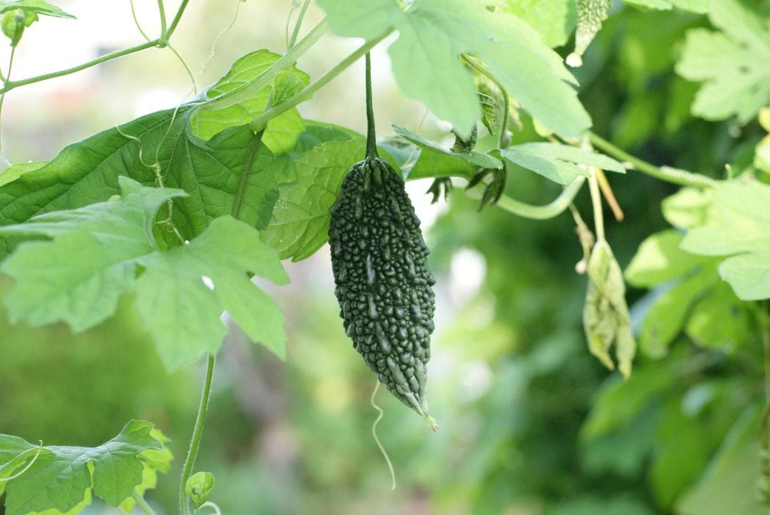 レンズ(単焦点) Minolta AF Macro 50mm f/2.8 #7676