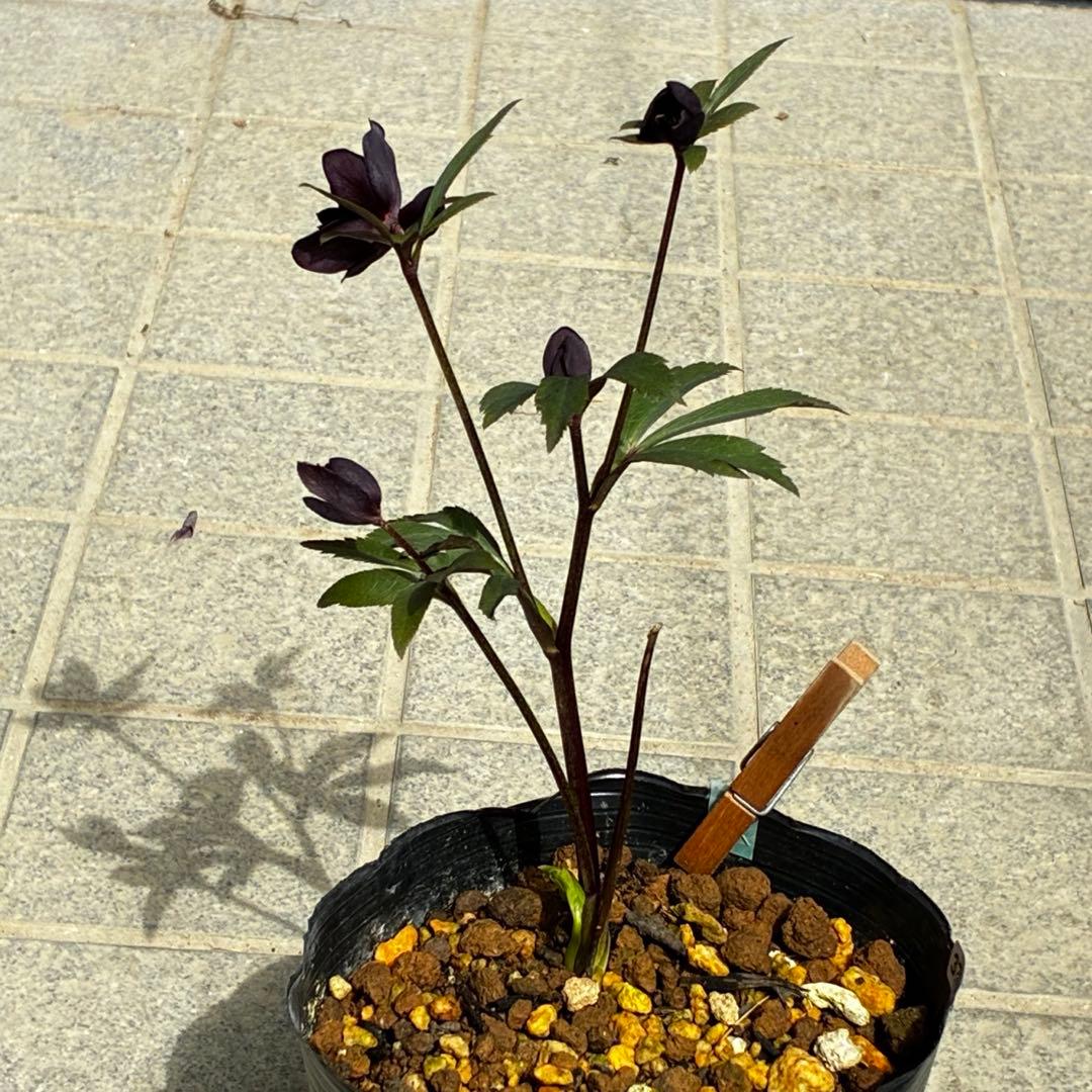 3763⭐️レア美花⭐️スレートブラック⭐️小輪⭐️超多弁⭐️スレンダー⭐️広瀬