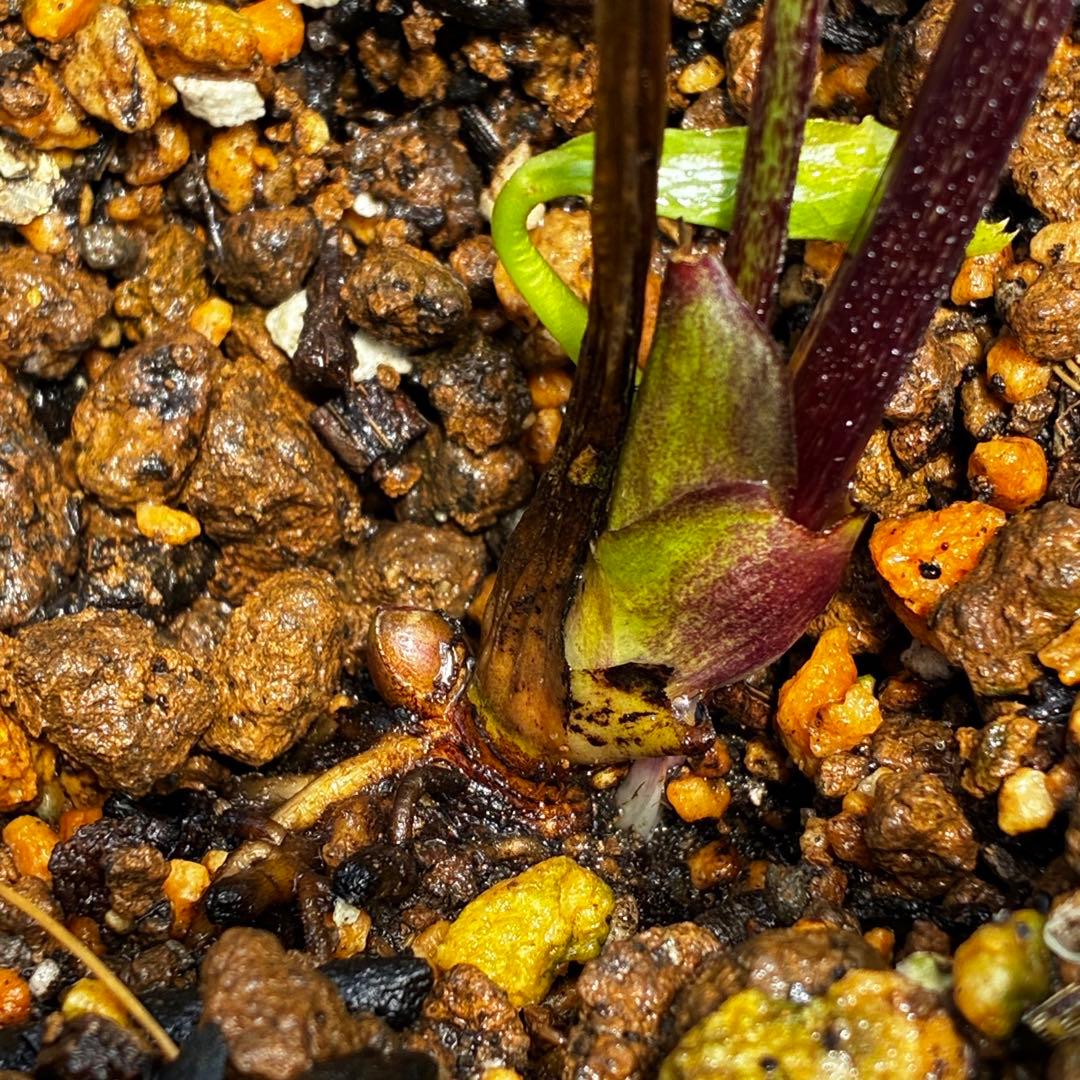 3763⭐️レア美花⭐️スレートブラック⭐️小輪⭐️超多弁⭐️スレンダー⭐️広瀬