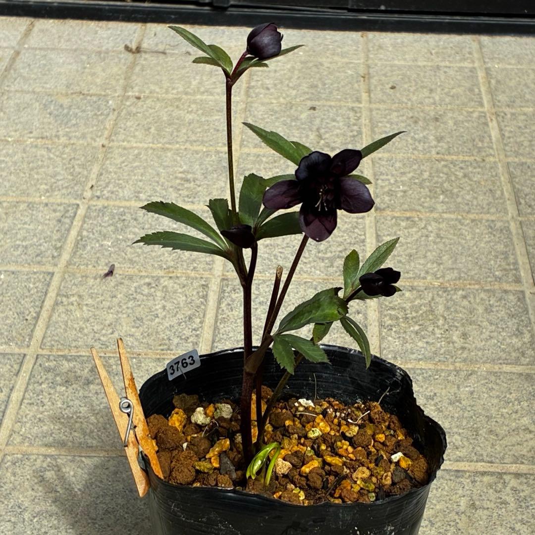 3763⭐️レア美花⭐️スレートブラック⭐️小輪⭐️超多弁⭐️スレンダー⭐️広瀬