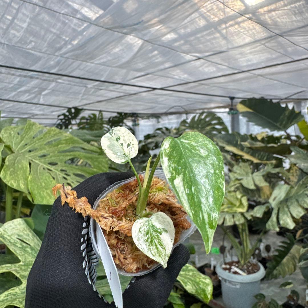 B2モンステラ　デリシオーサ　ミント斑入り　2寸ポリポット　ネコポス発送