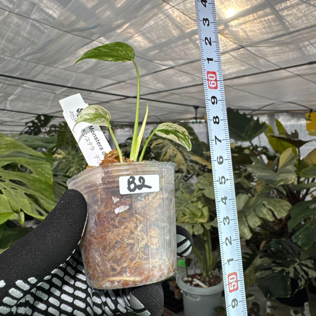 B2モンステラ　デリシオーサ　ミント斑入り　2寸ポリポット　ネコポス発送