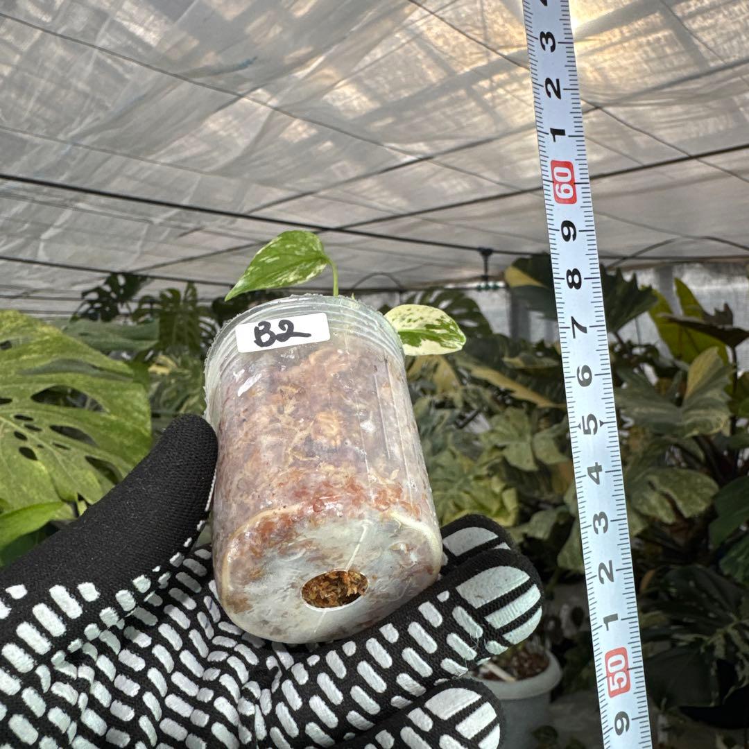 B2モンステラ　デリシオーサ　ミント斑入り　2寸ポリポット　ネコポス発送