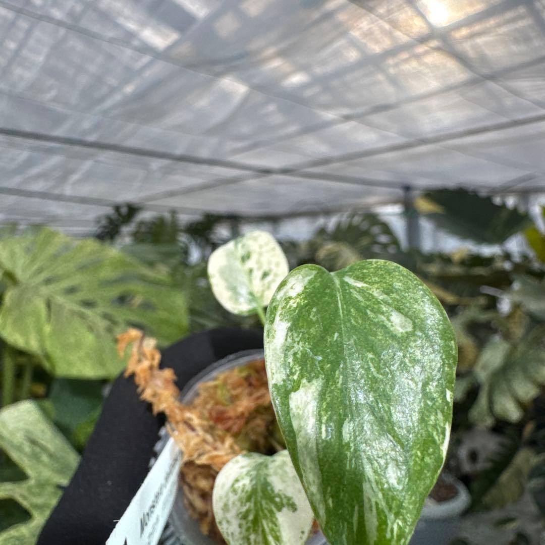 B2モンステラ　デリシオーサ　ミント斑入り　2寸ポリポット　ネコポス発送