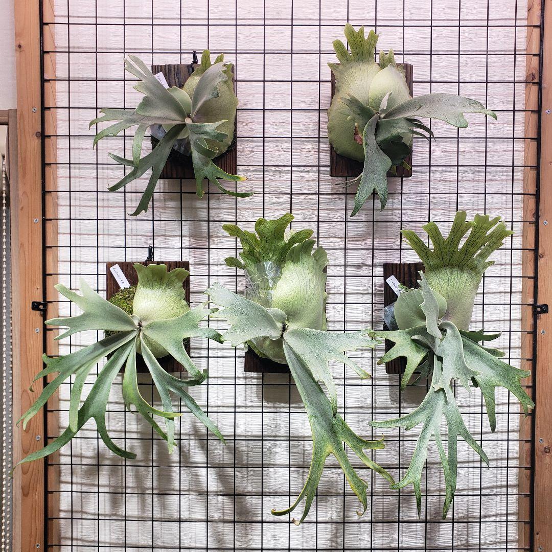 たーくん　ビカクシダ