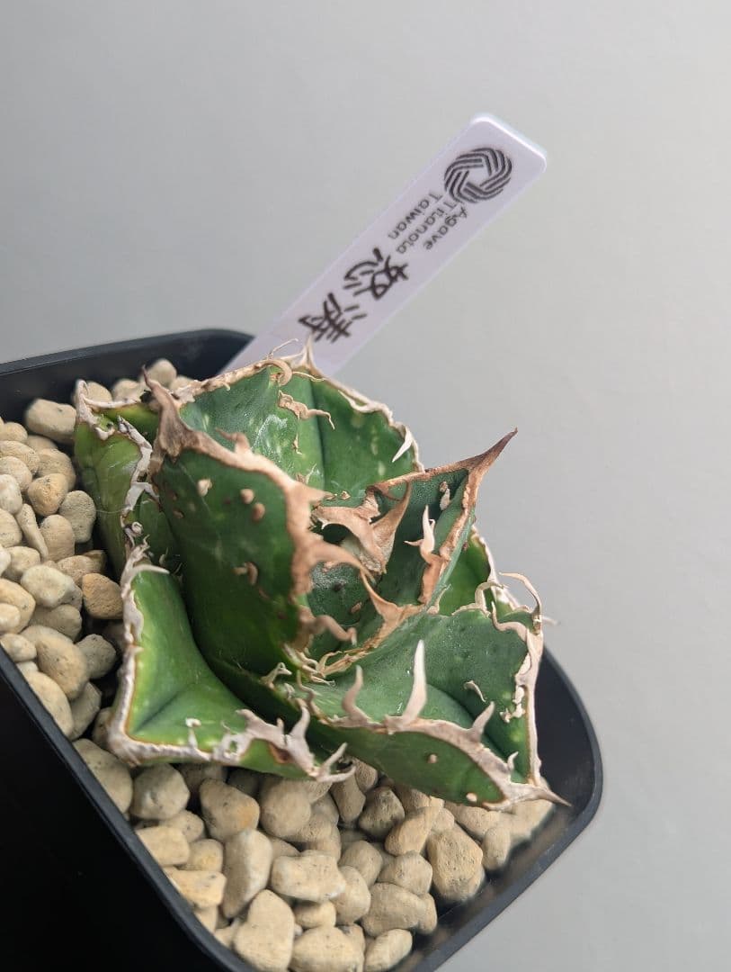 チタノタ「怒涛」鋸歯白化済 タグ鉢付き発送