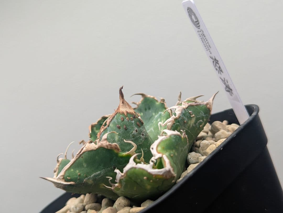 チタノタ「怒涛」鋸歯白化済 タグ鉢付き発送