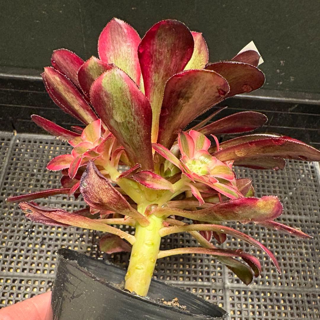 28 #多肉植物アエオニウム錦❤️ シャネル❤️1大頭 5小頭18cm拨き苗