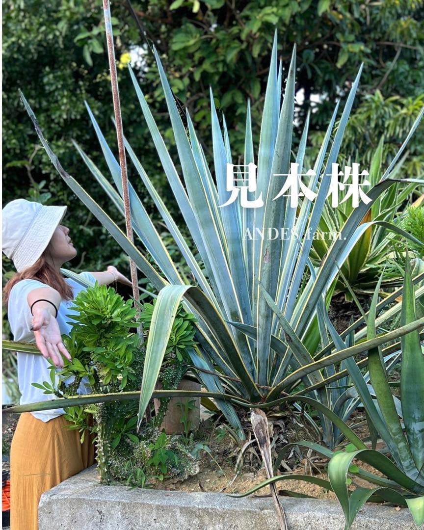 テキラーナ 斑入り 子株 抜き苗