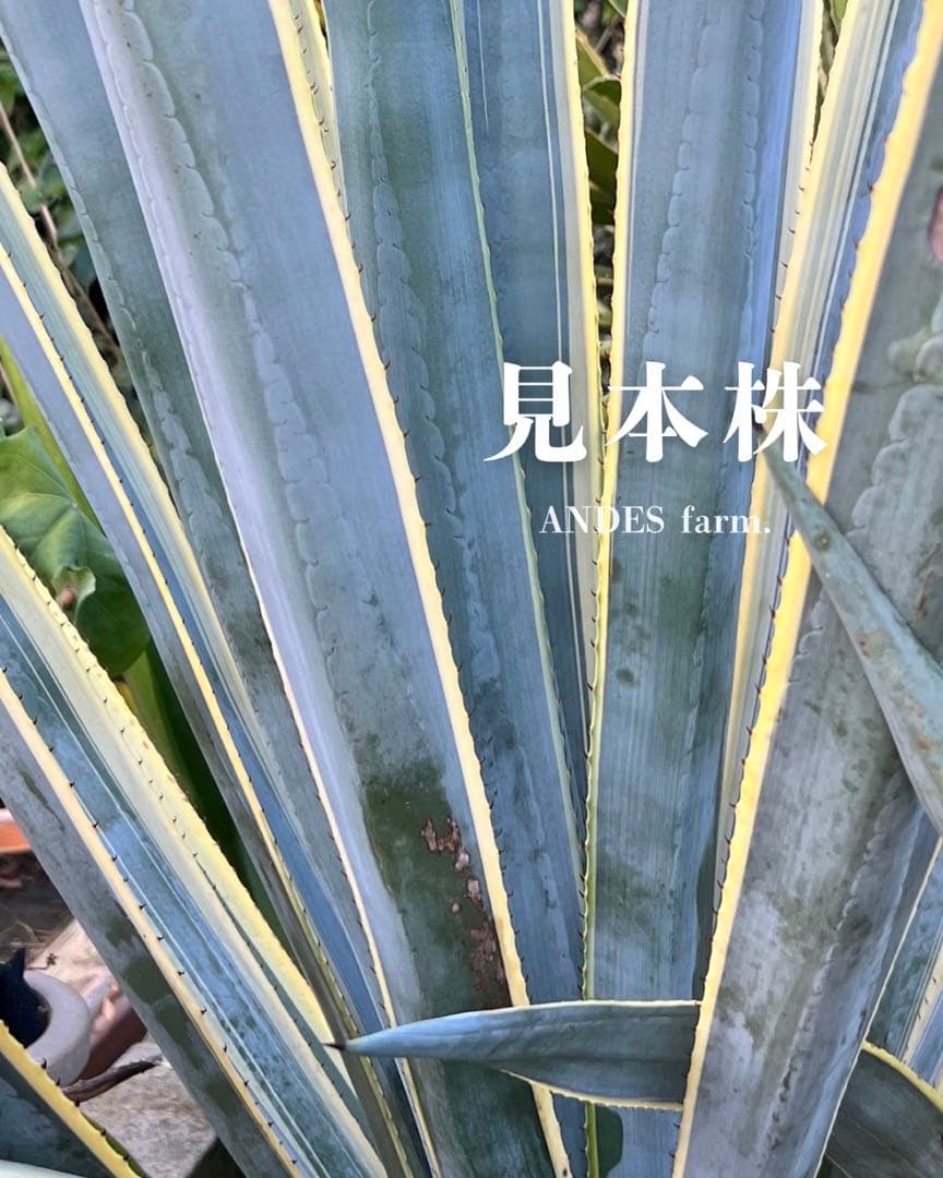 テキラーナ 斑入り 子株 抜き苗