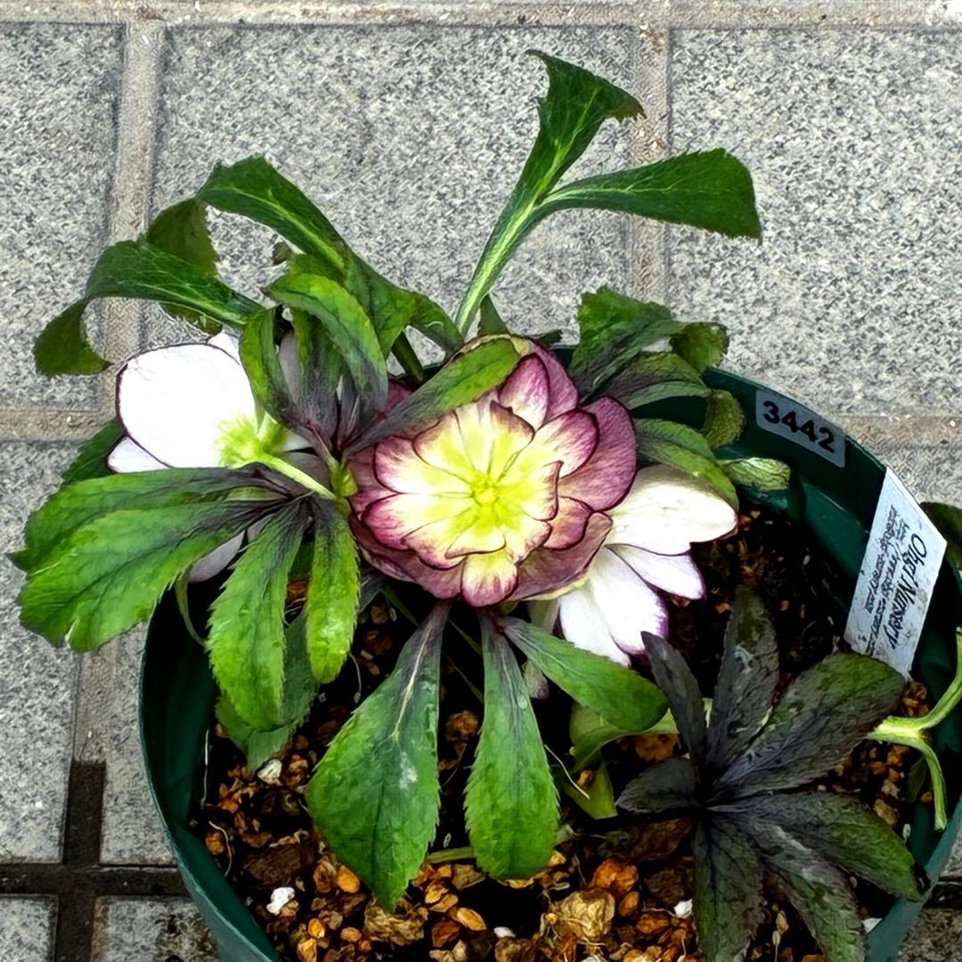 u*0様 3442☘️花、タグ付☘️⭐️オキシXデュメ⭐️小〜中輪⭐️ツートンカ