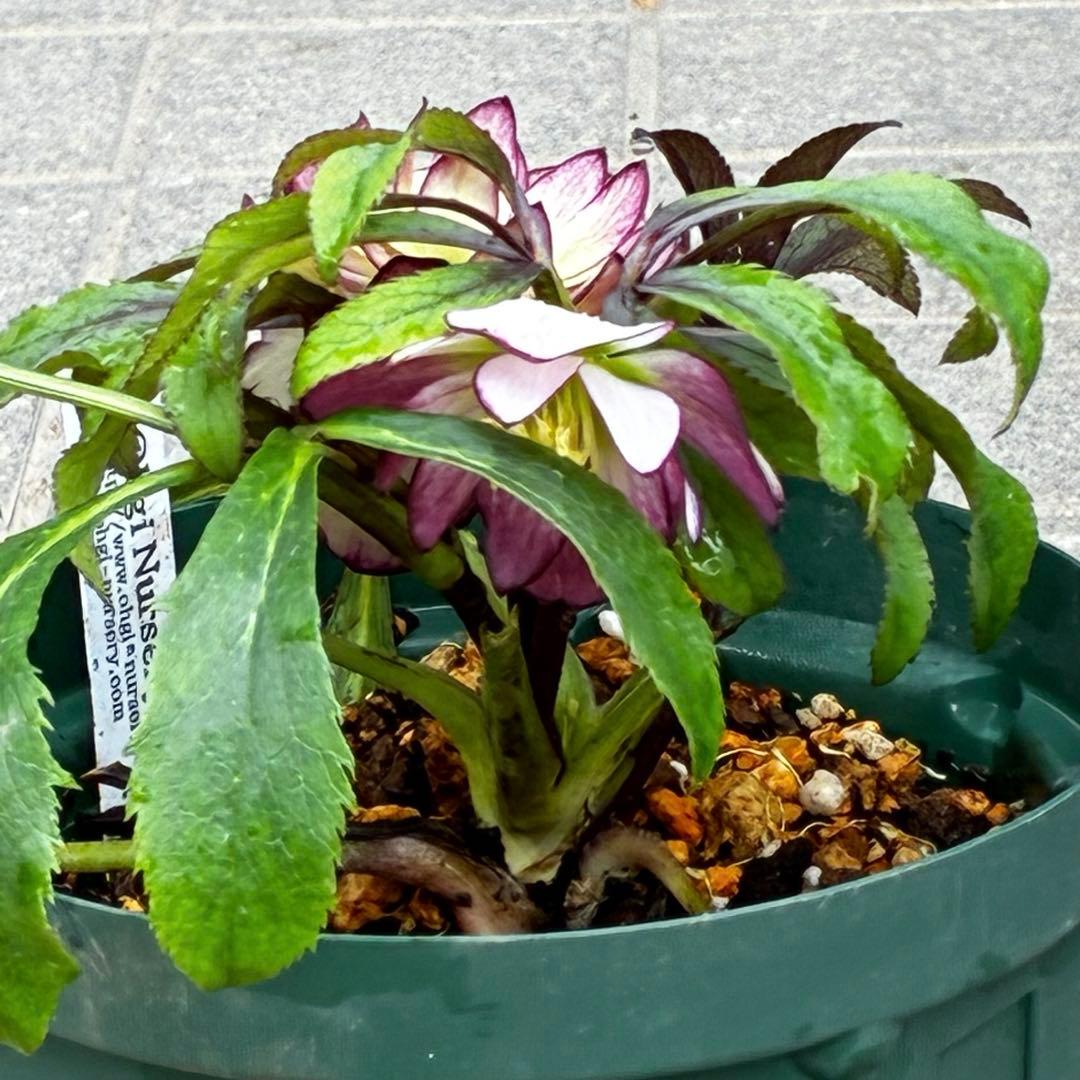 u*0様 3442☘️花、タグ付☘️⭐️オキシXデュメ⭐️小〜中輪⭐️ツートンカ