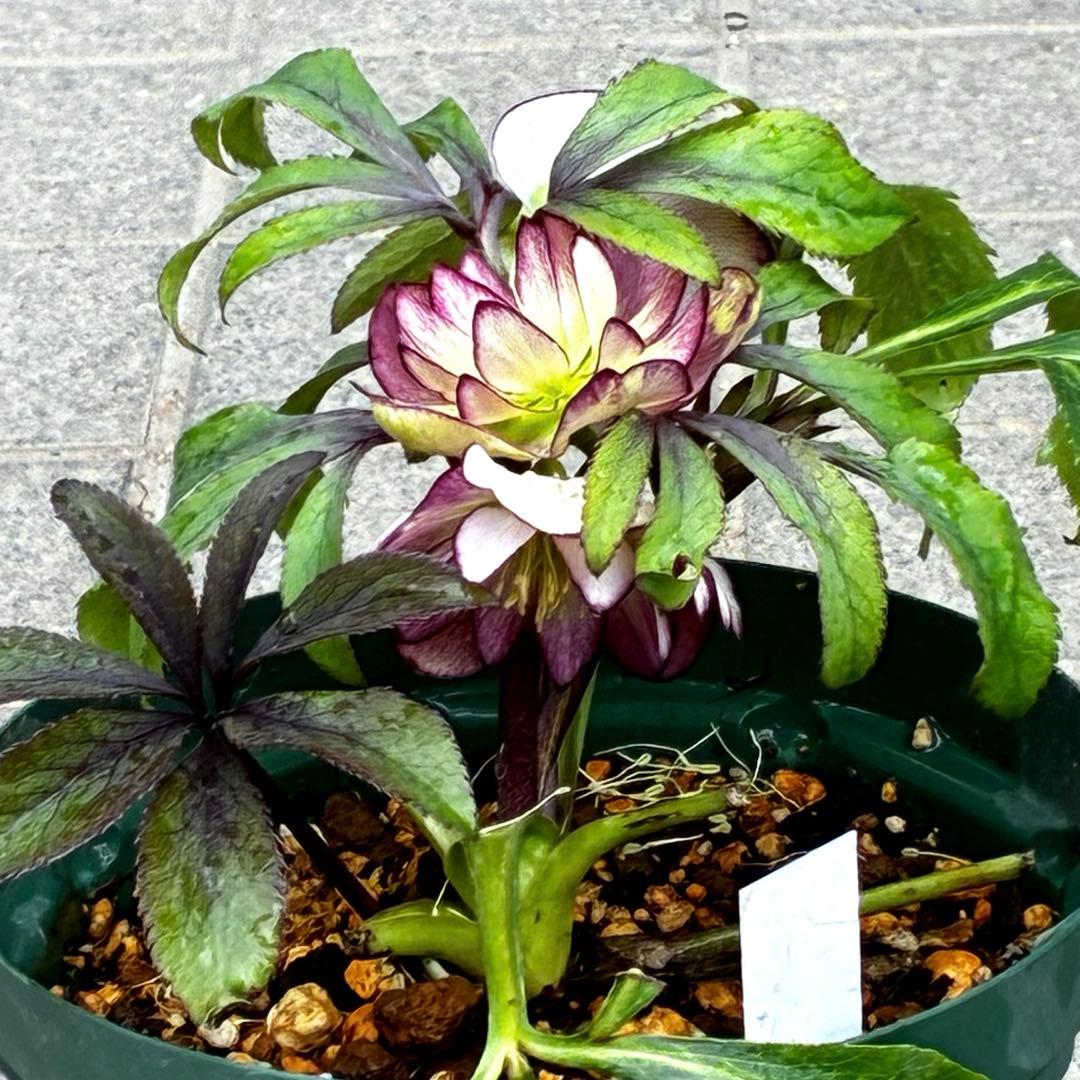 u*0様 3442☘️花、タグ付☘️⭐️オキシXデュメ⭐️小〜中輪⭐️ツートンカ