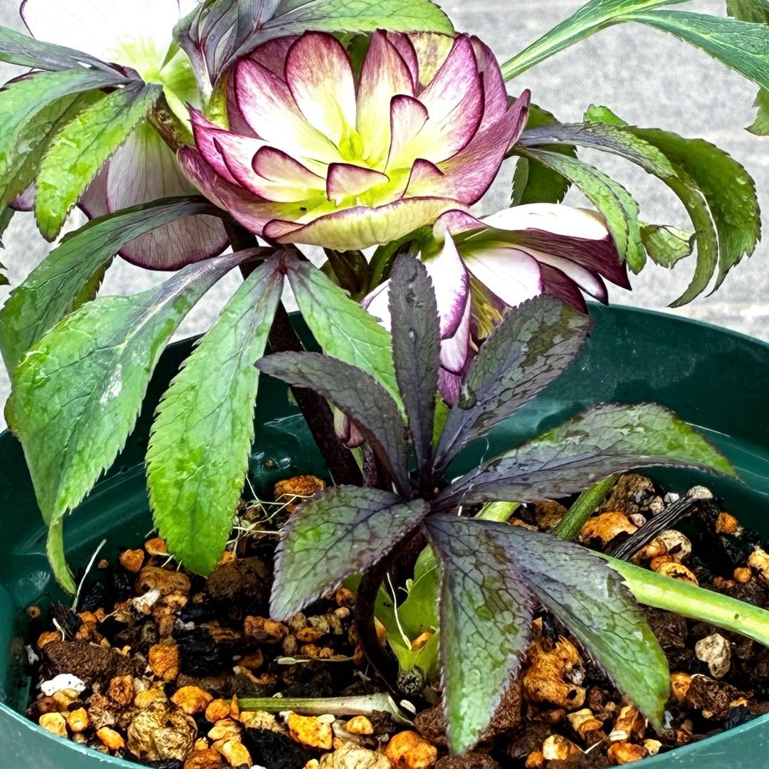 u*0様 3442☘️花、タグ付☘️⭐️オキシXデュメ⭐️小〜中輪⭐️ツートンカ