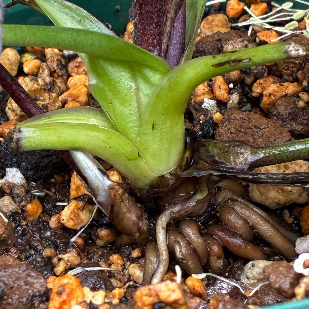 u*0様 3442☘️花、タグ付☘️⭐️オキシXデュメ⭐️小〜中輪⭐️ツートンカ