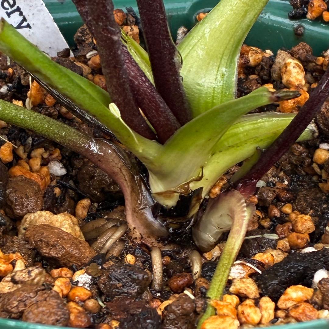 u*0様 3442☘️花、タグ付☘️⭐️オキシXデュメ⭐️小〜中輪⭐️ツートンカ