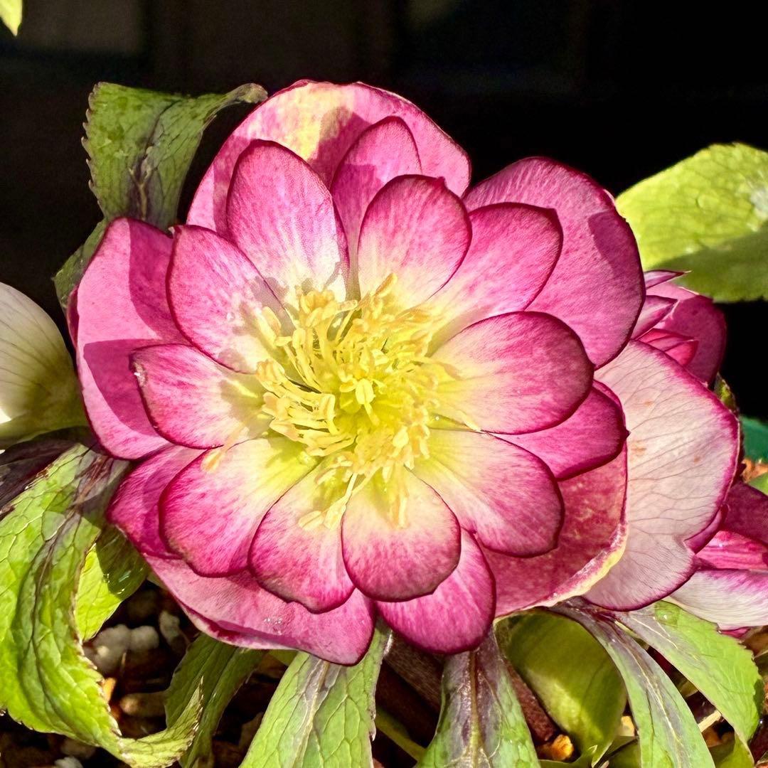 u*0様 3442☘️花、タグ付☘️⭐️オキシXデュメ⭐️小〜中輪⭐️ツートンカ