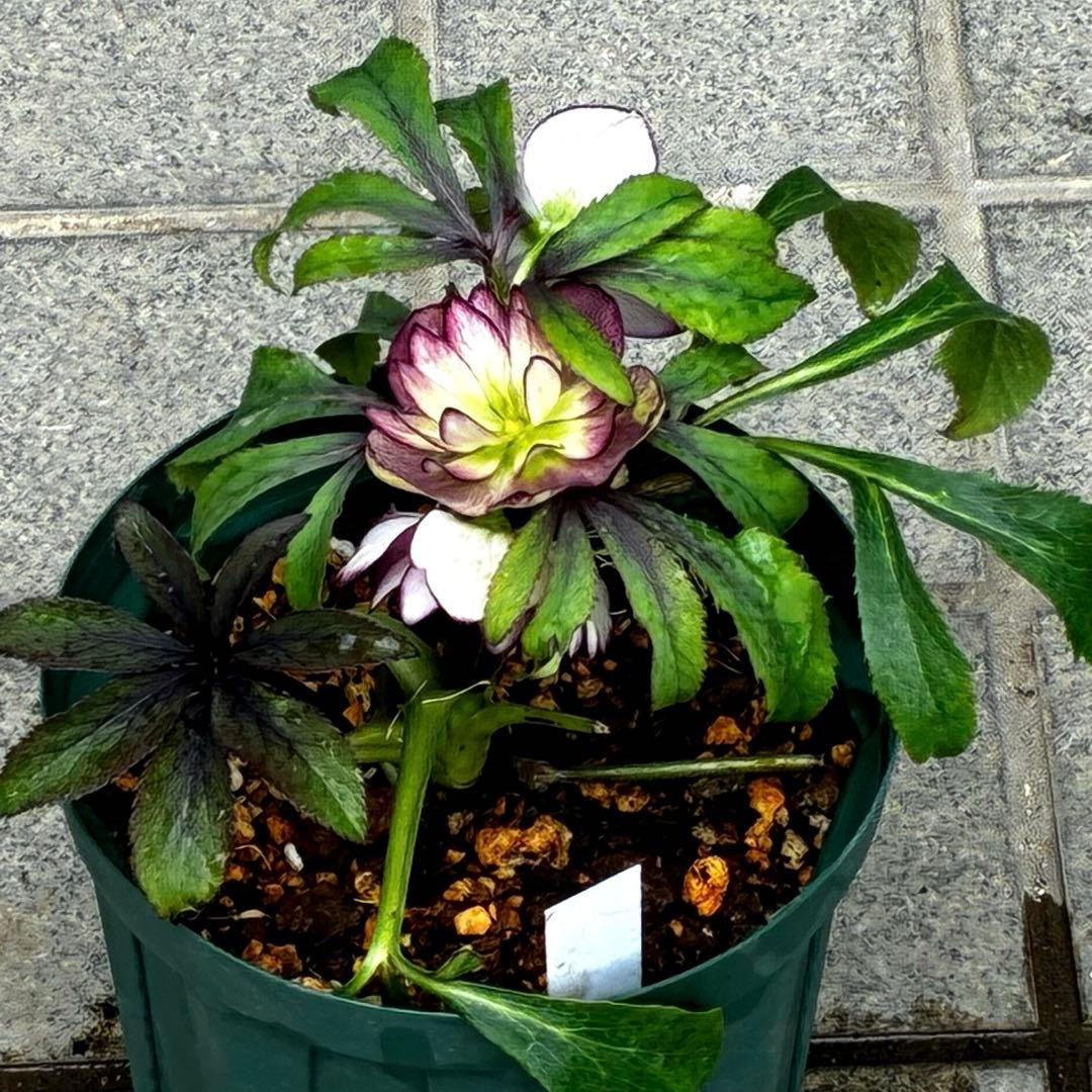 u*0様 3442☘️花、タグ付☘️⭐️オキシXデュメ⭐️小〜中輪⭐️ツートンカ