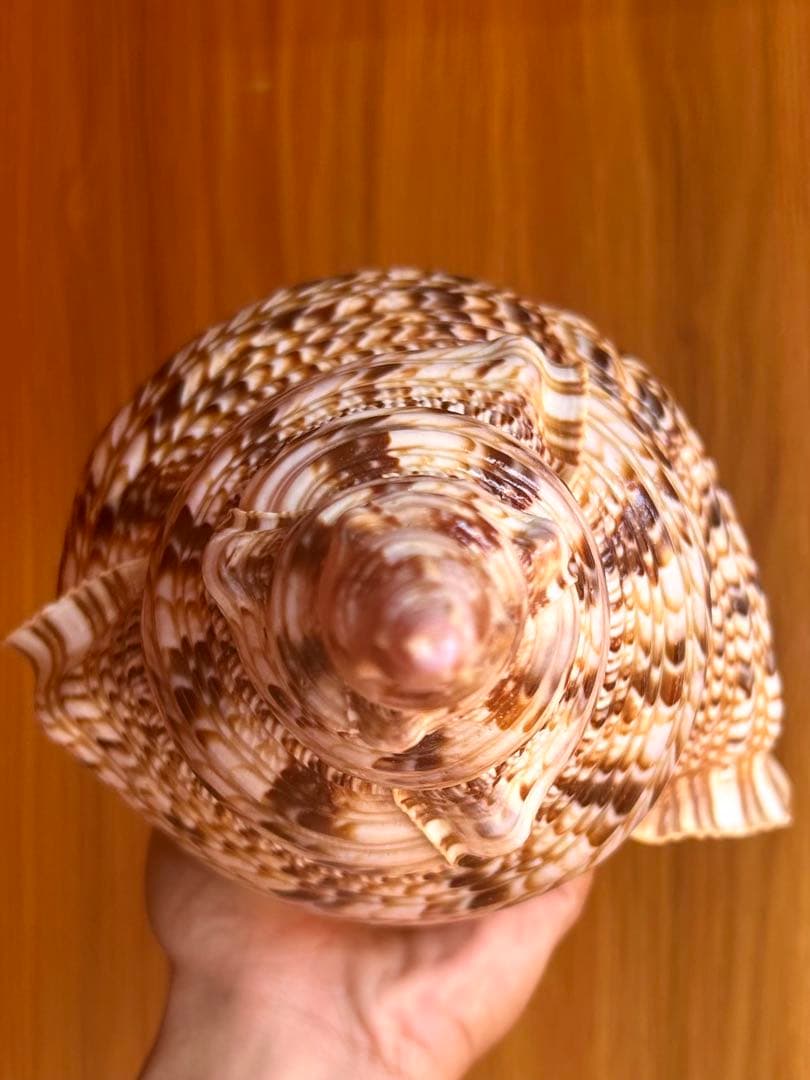 法螺貝　直線36.5cm