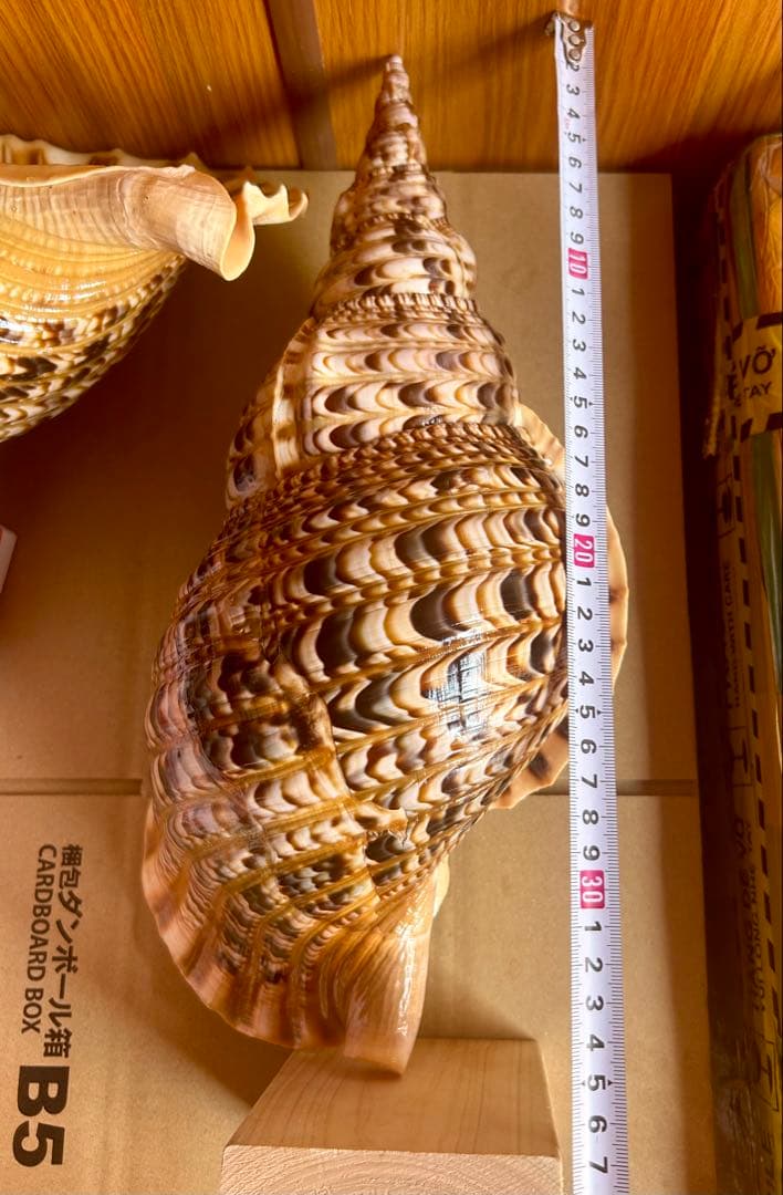 法螺貝　直線36.5cm