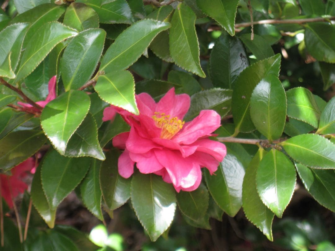 Canon IXY DIGITAL 2000 IS ゴールド