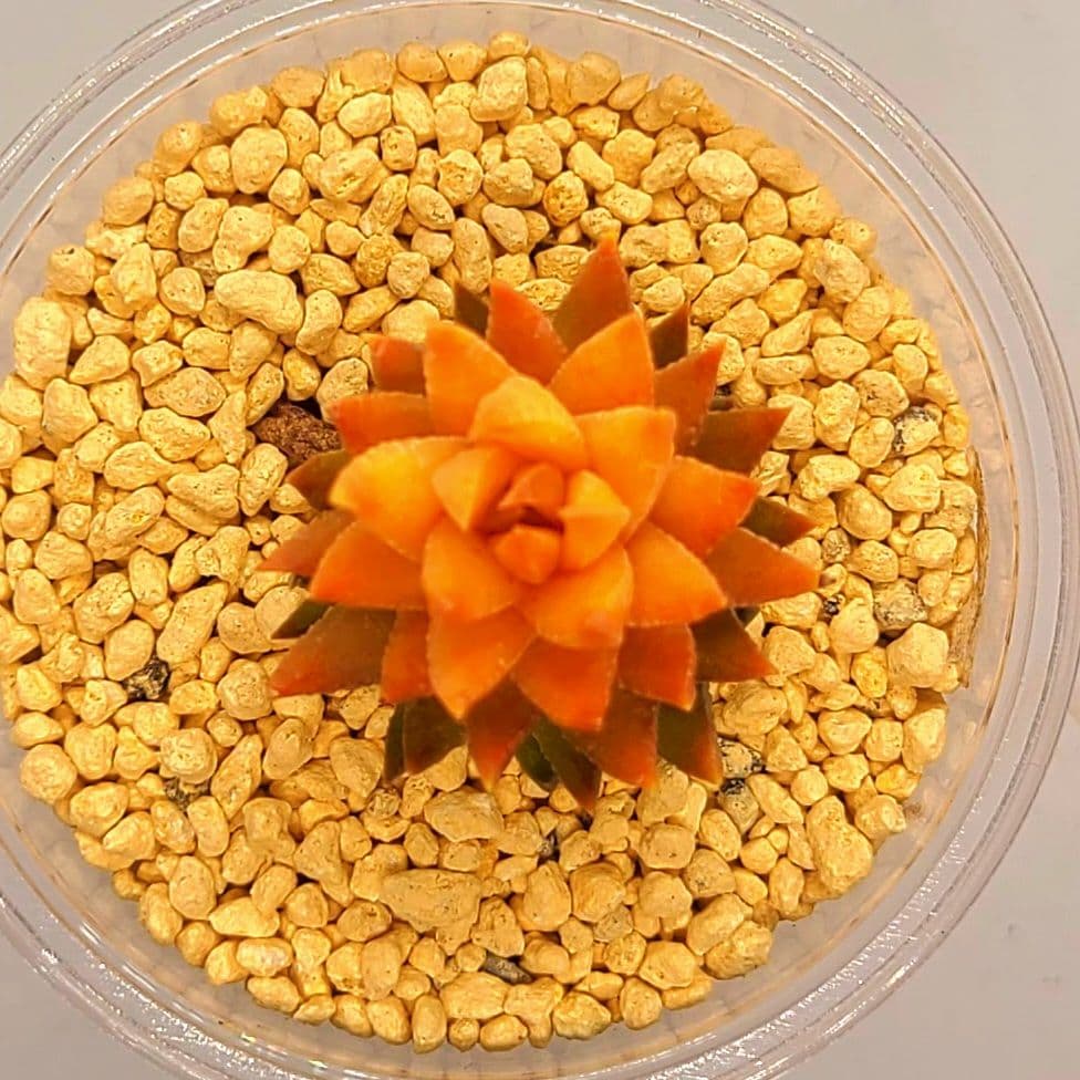 じ*む様 ヤコブセニー オレンジ 多肉植物 ハオルチア アロエ