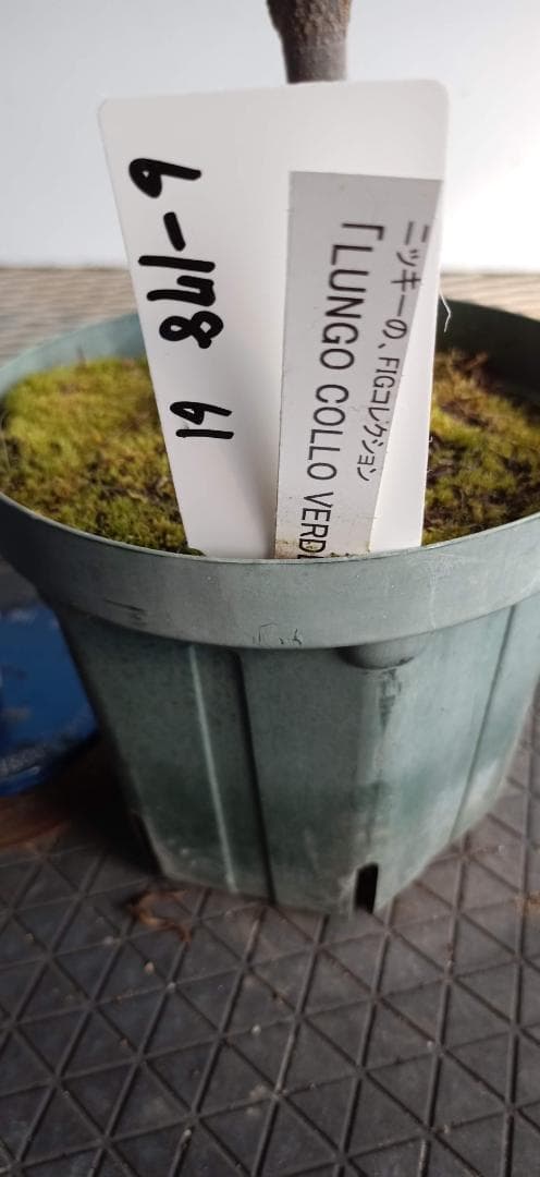 イチジク苗木　「　LUNGO COLLO VERDE　」
