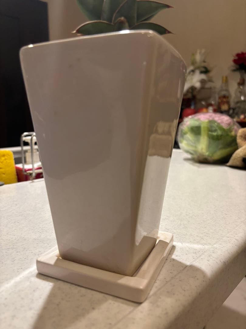 サンスベリア　ピングイキュラ美株